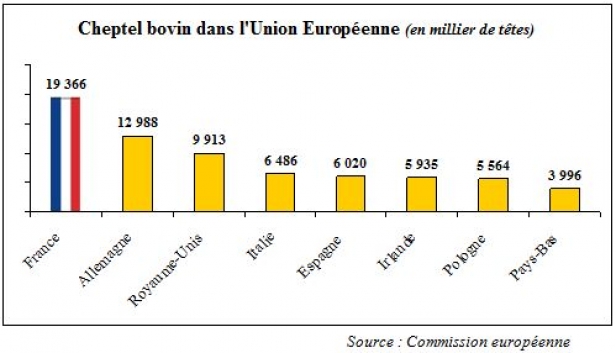 Les Bovins d'Europe